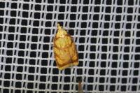 Acleris bergmanniana