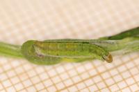 Agonopterix scopariella