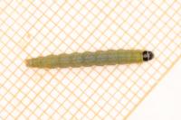Agonopterix subpropinquella