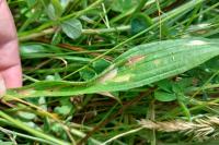 Aspilapteryx tringipennella