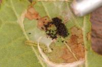 Parornix devoniella