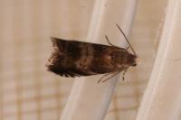 Strophedra nitidana