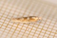 Argyresthia pygmaeella