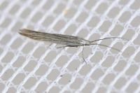 Coleophora