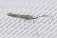 Coleophora