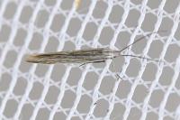 Coleophora