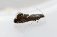 Glyphipterix forsterella