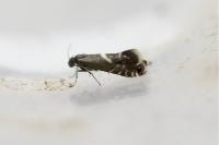 Glyphipterix forsterella