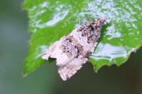 Orthotaenia undulana