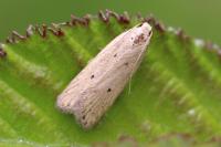 Nothris verbascella