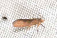 Crassa unitella