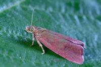 Celypha rosaceana