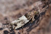 Gypsonoma aceriana