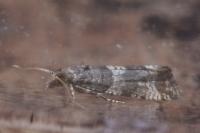 Lobesia abscisana