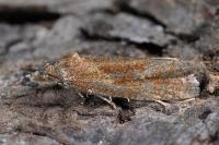 Phtheochroa inopiana