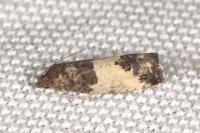 Spilonota ocellana