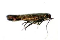 Coleophora alcyonipennella