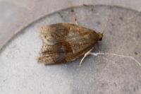 Archips rosana