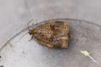 Archips rosana