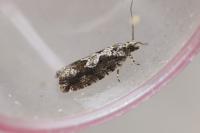 Zeiraphera isertana