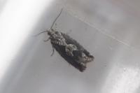 Zeiraphera isertana