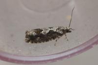 Zeiraphera isertana
