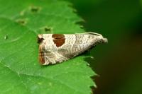 Notocelia uddmanniana