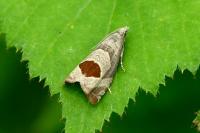Notocelia uddmanniana
