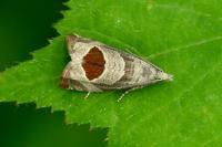 Notocelia uddmanniana
