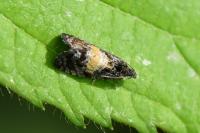 Endothenia nigricostana