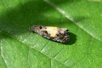 Endothenia nigricostana