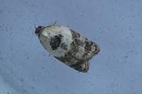 Acleris variegana