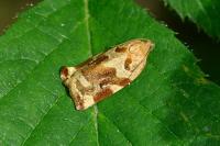 Archips xylosteana