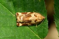 Archips xylosteana