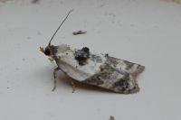 Acleris variegana