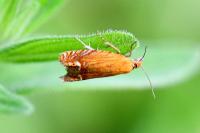 Lathronympha strigana