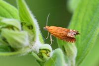 Lathronympha strigana