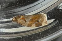Archips xylosteana