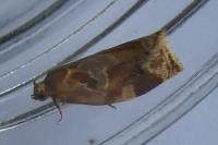 Archips xylosteana