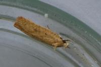 Agonopterix
