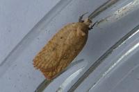 Agonopterix