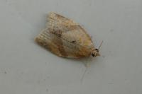 Clepsis consimilana