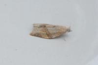 Clepsis consimilana