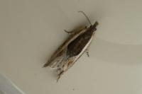 Ancylis apicella