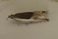 Ancylis apicella