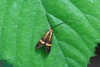 Nemophora degeerella