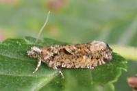 Zeiraphera isertana
