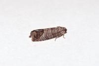 Cydia pomonella