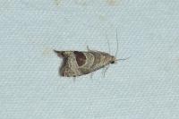 Notocelia uddmanniana