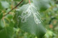 Phyllocnistis unipunctella